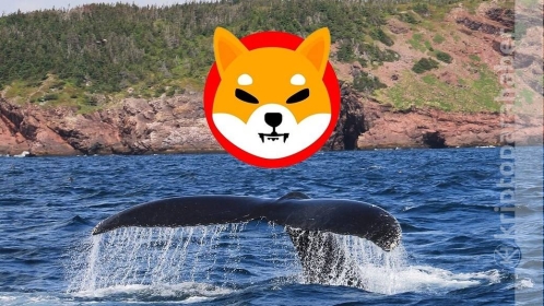 Balinaların Shiba ısrarı bitmiyor, yeni alımlar göründü