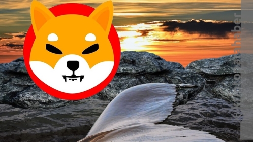 Shiba Inu balinalarının varlıkları kritik seviyede! SHIB fiyatına etkisi olur mu?