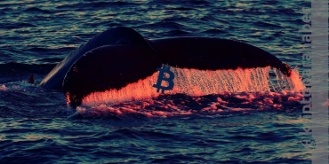 Bitcoin düşüşü piyasa manipülasyonundan mı kaynaklandı?