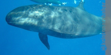 Bu altcoin'de balinalar yerinde durmuyor! Devasa alımlar