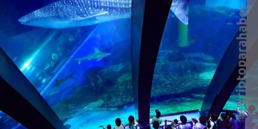 En büyük üçüncü balina, bu 3 altcoin'i biriktirmeye devam ediyor!