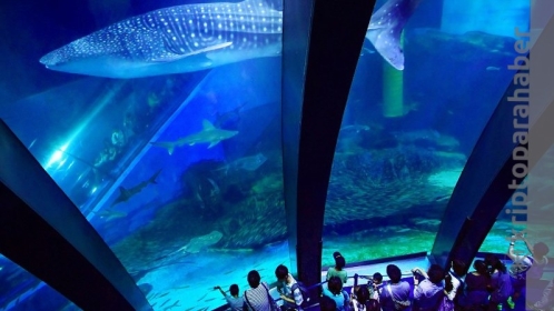 En büyük üçüncü balina, bu 3 altcoin’i biriktirmeye devam ediyor!