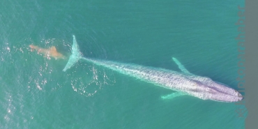 Milyar dolarlık balina alışveriş çılgınlığına başladı! Bu 2 Metaverse tokenini ve 5 altcoin’i deli gibi alıyor!