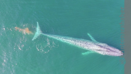 Milyar dolarlık balina alışveriş çılgınlığına başladı! Bu 2 Metaverse tokenini ve 5 altcoin’i deli gibi alıyor!