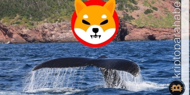 Balinalar Shiba Inu alıyor