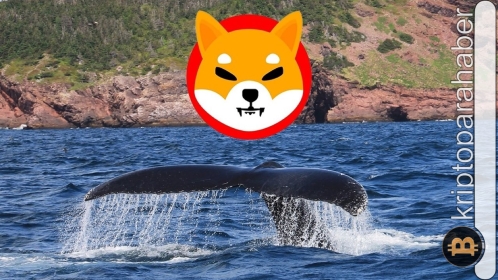 Flaş: Balinaların Shiba Inu harekatı başladı! Fiyat yükselecek mi? İşte detaylar!