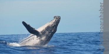 Balinalar bu altcoini aldı, anlık fiyat yüzde 22 arttı!