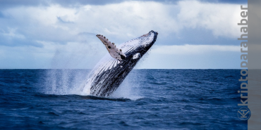 Balinalar piyasa çöküşünün ortasında bu iki altcoin'i biriktiriyor!