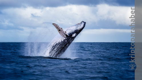 Balinalar piyasa çöküşünün ortasında bu iki altcoin’i biriktiriyor!