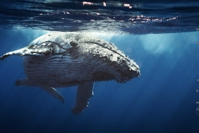 Bitcoin balinasından yarım milyarlık transfer