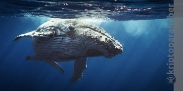 Bitcoin balinasından yarım milyarlık transfer