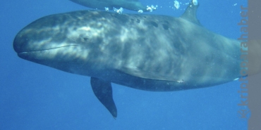 Büyük balinalar Chainlink ile ilgileniyor