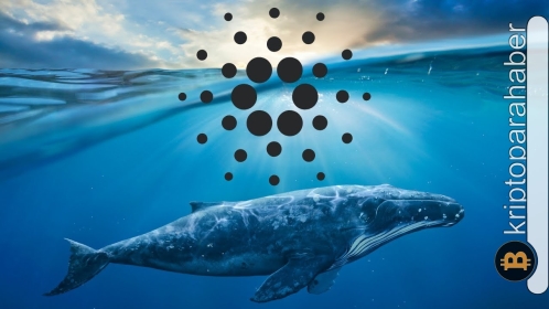 Balinalar düşüşe rağmen bu altcoin’den vazgeçmiyor!