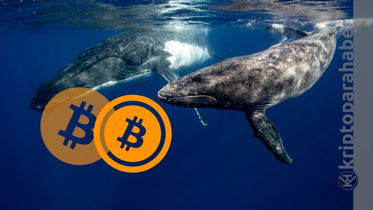 Piyasa kan gölüne dönerken, Bitcoin balinaları dur durak bilmiyor!