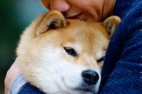 Shiba Inu'da daha önce görülmemiş katliam geliyor! Girdap başladı... SHIB masalı sona mı eriyor?