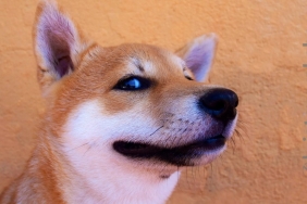 Shiba Inu roketledi