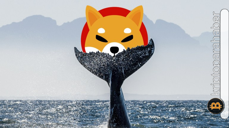 Ethereum balinaları Shiba Inu'dan vazgeçmiyor! Bir günde devasa alımlar...