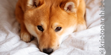 Shiba Inu kan kaybediyor! Kazanımlarının resmen sildi
