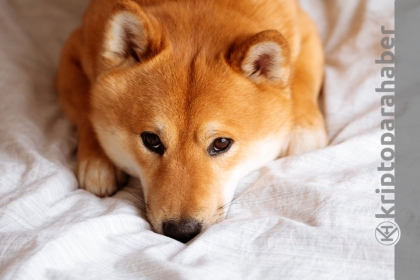 Shiba Inu kan kaybediyor! Kazanımlarını resmen sildi