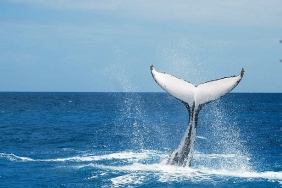 Anonim Bitcoin balinası hız kesmeden birikim yapıyor!