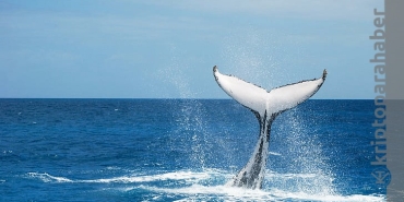 Anonim Bitcoin balinası hız kesmeden birikim yapıyor!