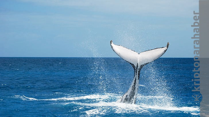 Ethereum balinalarının stokladığı bu 3 altcoin yükselişte!