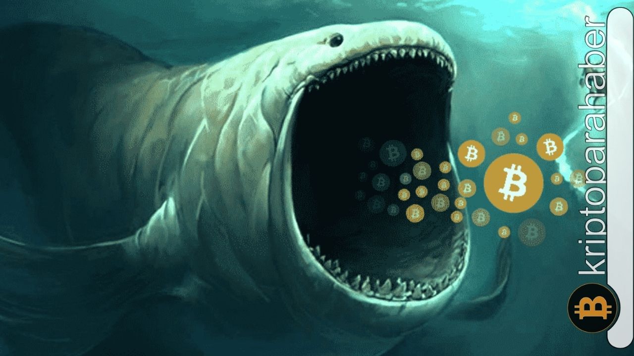 Faiz artışından sonra Bitcoin balinaları ne alemde? Aç gözlülük var mı?