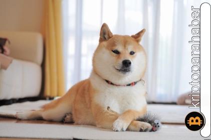 Gözde meme coin Shiba Inu, kritik seviyelerde tutunmaya çalışıyor! Teknik analiz