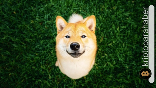 Shiba son günlerde neden yükseldi? Devamı var mı? İşte yanıtı!