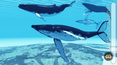 BNB balinası, bu altcoin’de devasa alım yaptı! Fırsat mı?