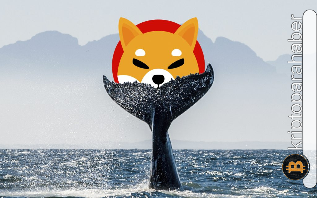 En büyük Binance balinası, Shiba Inu için daldı! SHIB yeniden 1. sırada