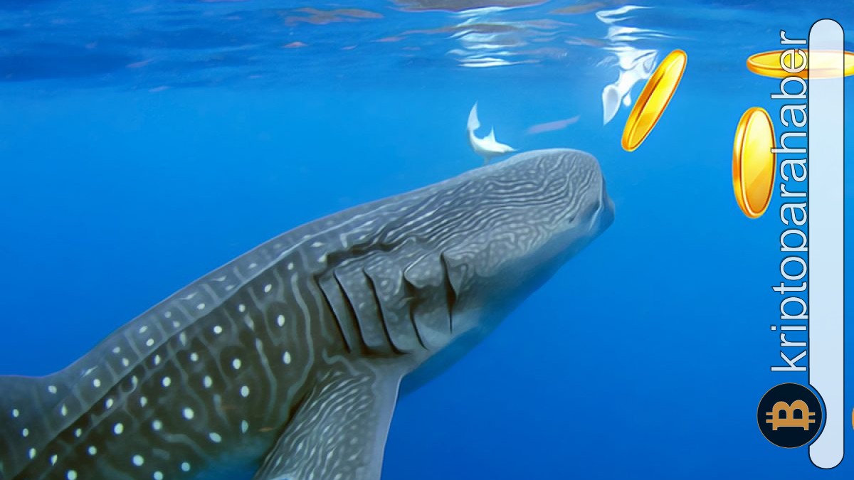 Dikkat: Balinalar bu altcoin'lerde dev alım gerçekleştiriyor!