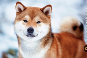 Shiba Inu'nun net akışı yüzde 850 arttı! Alım gücü piyasalara döndü!