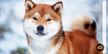 Shiba Inu'nun net akışı yüzde 850 arttı! Alım gücü piyasalara döndü!