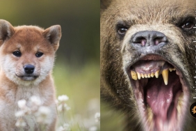 Shiba Inu ayıların elinden kurtulamıyor. Kaybetmemek için hangi seviyeler önemli?