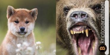 Shiba Inu ayıların elinden kurtulamıyor. Kaybetmemek için hangi seviyeler önemli?