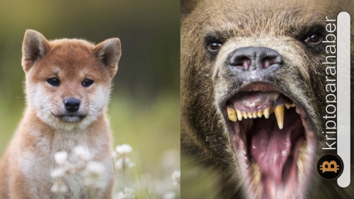 Shiba Inu ayıların elinden kurtulamıyor: Kaybetmemek için hangi seviyeler önemli?