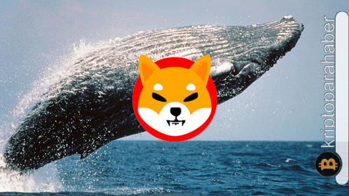 Shiba Inu ETH balinalarının yeni gözdesi mi? Son veriler dikkat çekiyor!