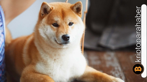 Yatırımcılar Shiba Inu ilgilerini kaybediyorlar! Peki neden?