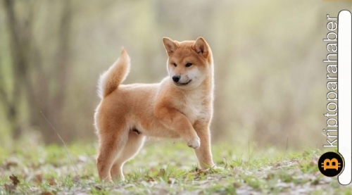 Shiba Inu yatırımcıları dikkat! SHIBA 2022 yılında yeni dip seviyeleri yaratma riskiyle karşı karşıya!
