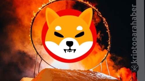 Shiba çılgınlığı devam ediyor! Yakımlar arka arkaya geldi