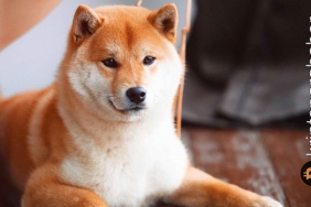Shiba Inu ölüm-kalım noktasında: Bu desteğin altına inerse hikayenin sonu olabilir!