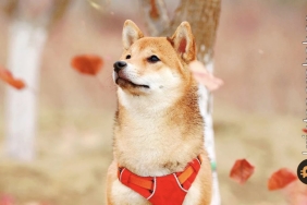Shiba Inu’da fırtınalı günler geri geliyor! Öyle bir hareket yaşanacak ki… Tek tek anlatıyoruz!