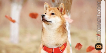 Shiba Inu’da fırtınalı günler geri geliyor! Öyle bir hareket yaşanacak ki… Tek tek anlatıyoruz!