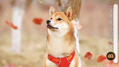 Shiba Inu’da fırtınalı günler geri geliyor! Öyle bir hareket yaşanacak ki… Tek tek anlatıyoruz!