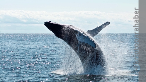 Balinaların bugün en çok ilgi gösterdiği 2 altcoin: Deli gibi alım yapıyorlar!