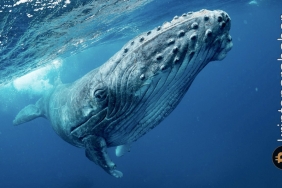 Balina göçü başladı: Milyar dolarlar yer değiştirdi! İşte günün en dikkat çeken 6 transferi