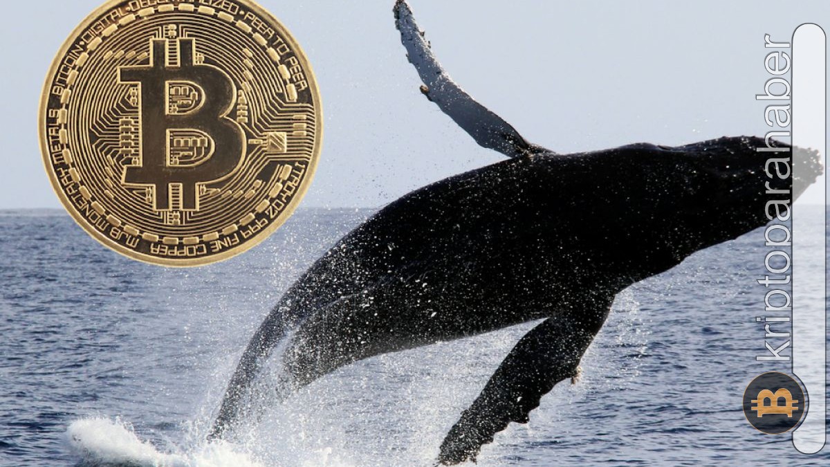 Kripto balinaları devasa Bitcoin alımları gerçekleştiriyor!
