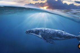 Balina Bitcoin adresleri 1 ayda yüzde 8,3 arttı! İşte ayrıntılar