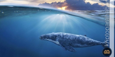 Gizemli balina bu altcoin'lerden alım yaptı! İşte detaylar